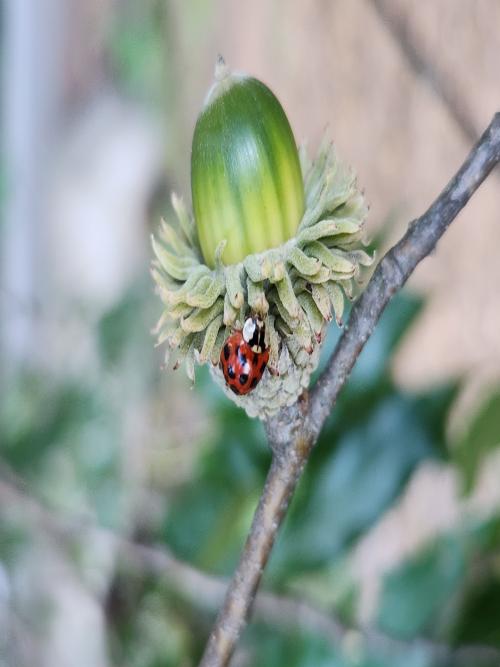 Qeurcus cheni acorns with ladybug