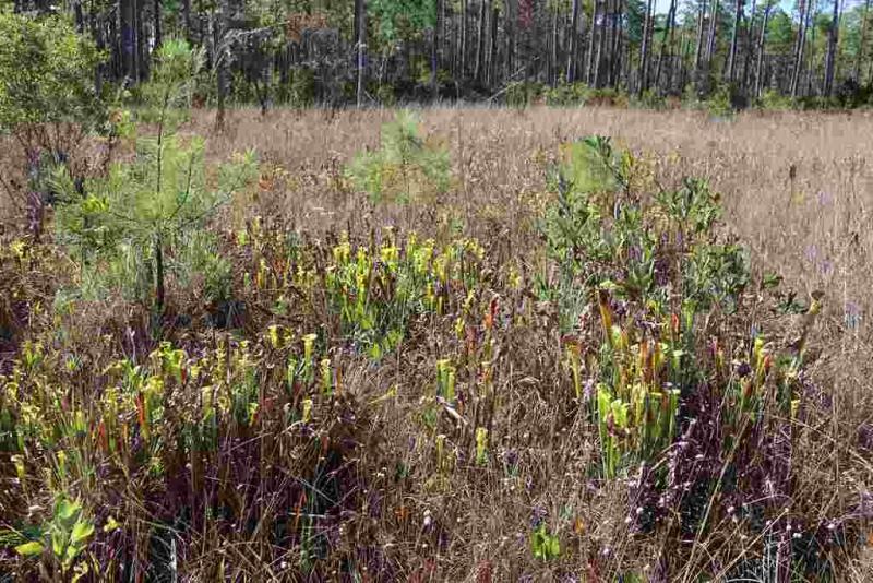 Sarracenia flava