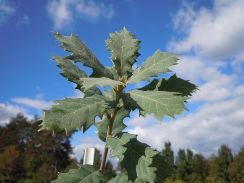 macrocarpa x turbinella