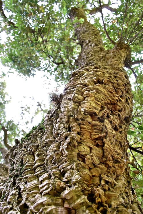 Bark