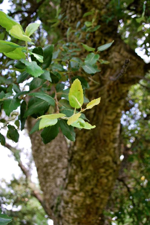 New growth