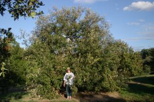 quercus franchettii