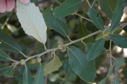 Quercus franchetii