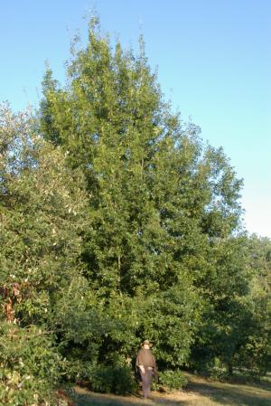 Quercus graciliformis