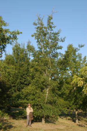 Quercus acutifolia