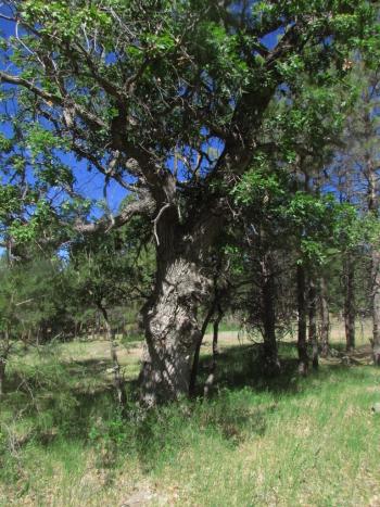 Quercus gambelii
