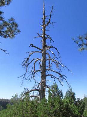 Pinus ponderosa