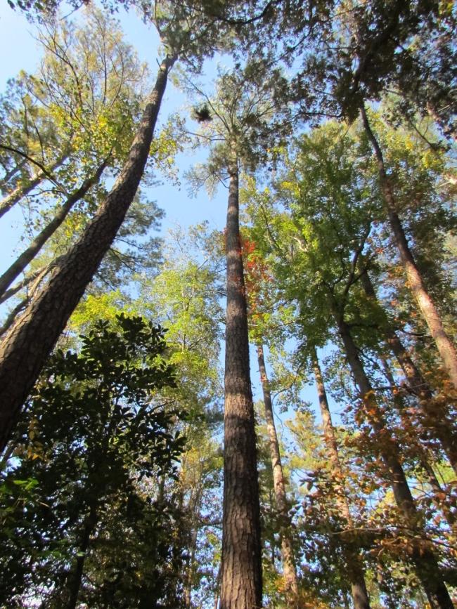 Pinus taeda