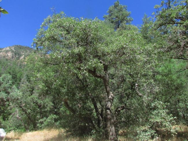Q. arizonica