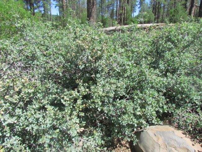 Quercus arizonica