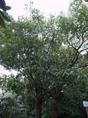 Q. oxyodon