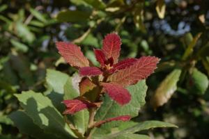 Quercus obtusata