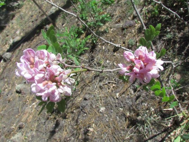 Robinia neomexicana