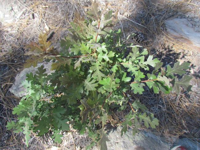 Q. gambelii