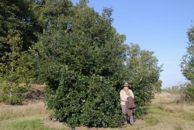Quercus dolicholepis