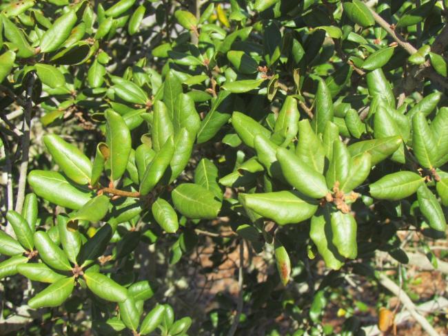 Q. inopina