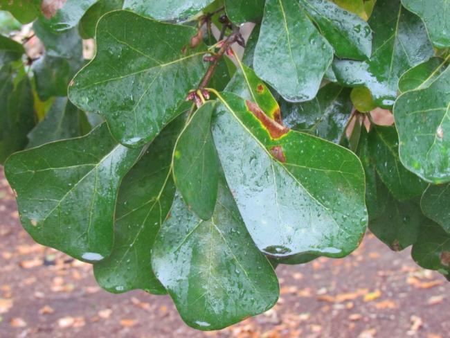 Q. sterilis
