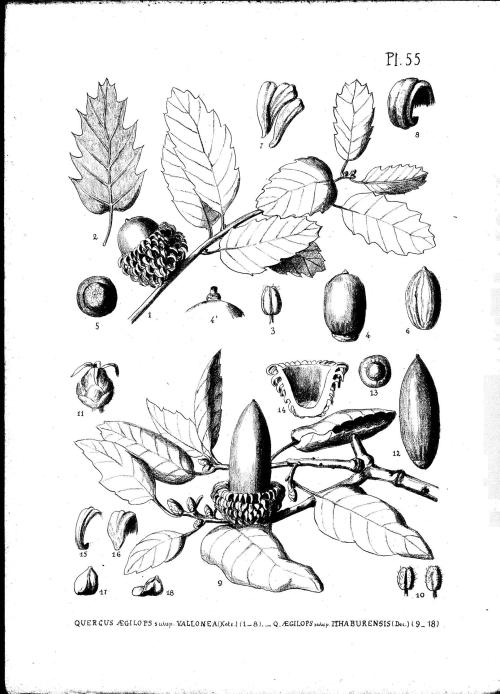 vallonea1