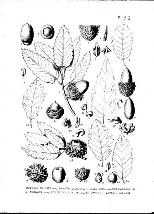 vallonea6