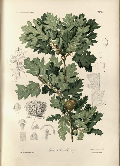 vallonea3