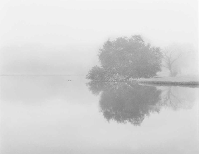 Oak and Ducks in Fog