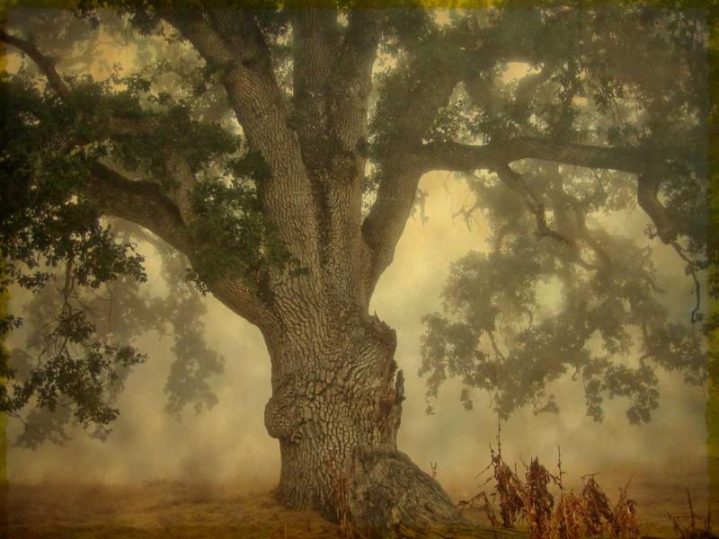 Blue Oak in Fog