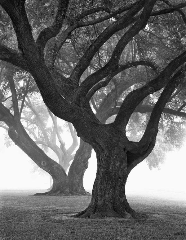 Three Oaks in Fog