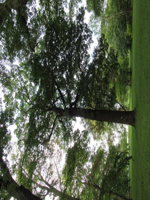 Quercus xbimundorum