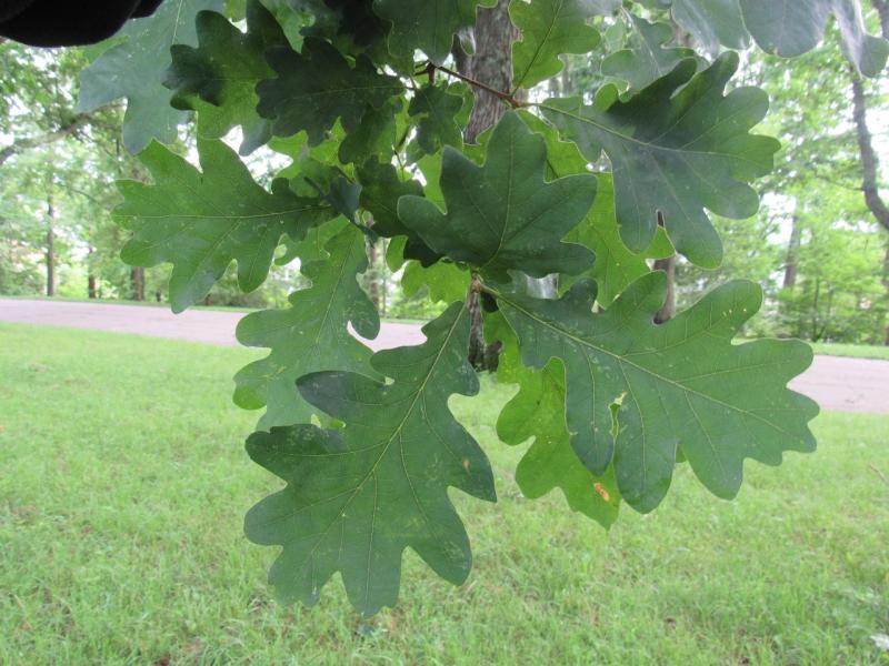 Leaves of Q. xbimundorum