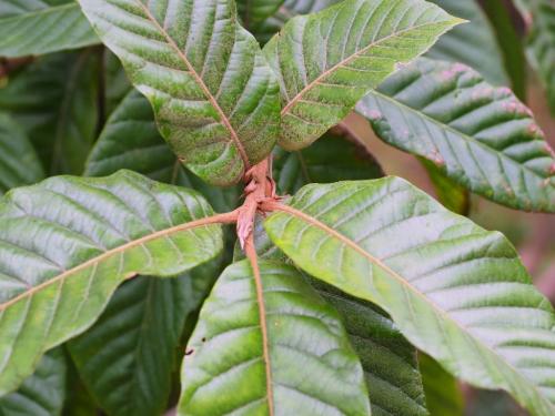 Quercus marlipoensis