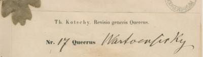 Quercus warkoensir card