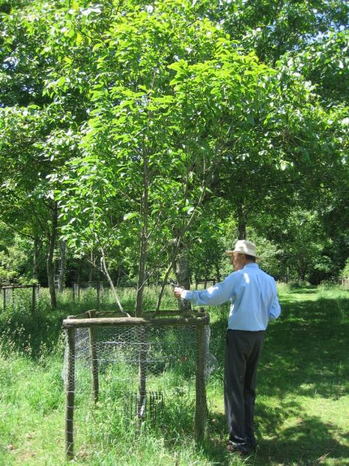 Michael Heathcoat Amory tending to one of his beloved oaks
