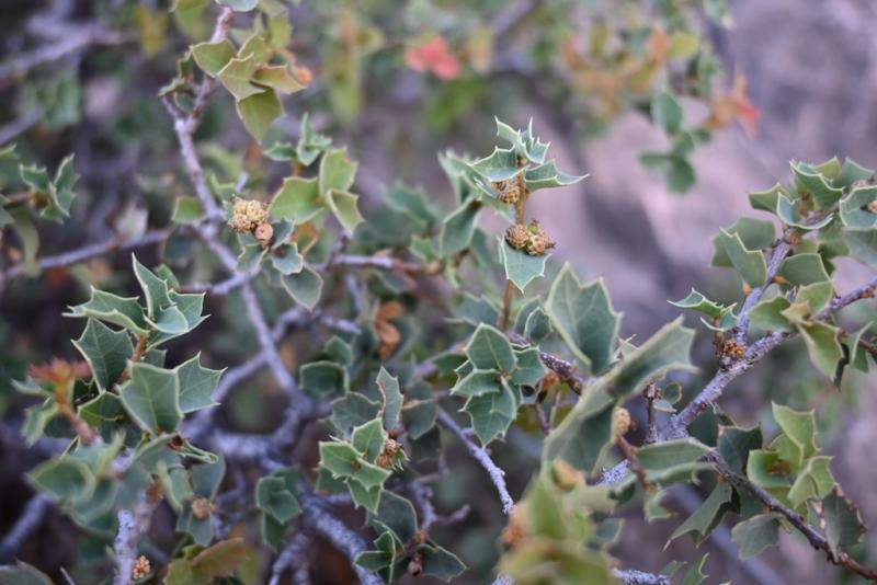 Quercus hinckleyi - image: Phillip Schulze