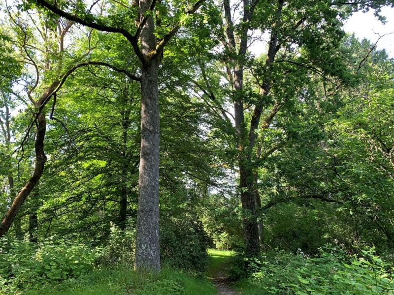 english oaks