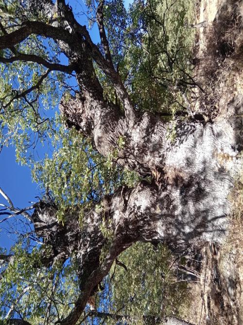 Quercus boissieri in Aquora, Mount Lebanon at 1300 m altitutde