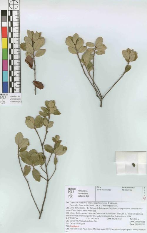 Quercus xalvesii type specimen