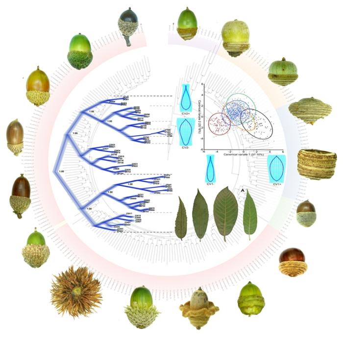 A phylogenetic tree-based diagram of DD oakk species in China, integrating morphology and statistical analyses.