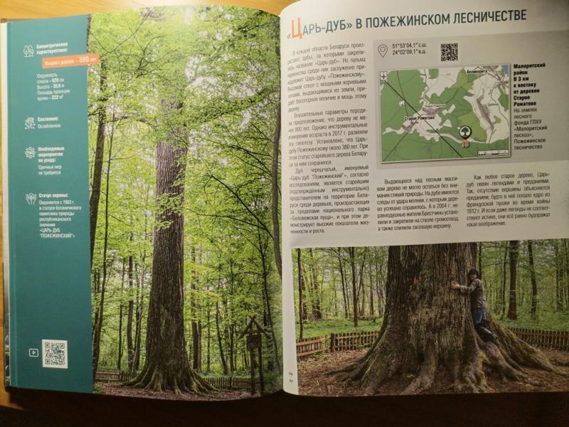The largest diameter forest-grown oak and the oldest one, the so-called Emperor Oak, Pozhezhinskoe Lesnichestvo Forest".