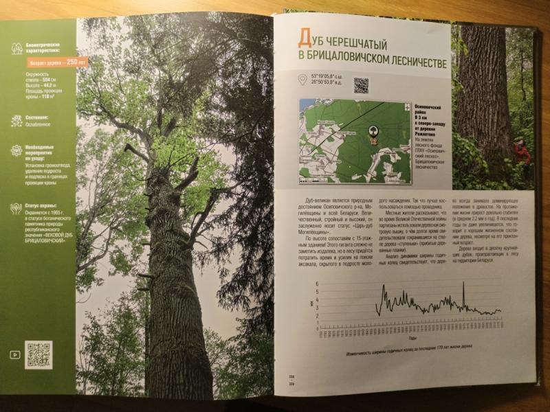 Most likely the second highest oak, Britsalovskoe Lesnichestvo Forest