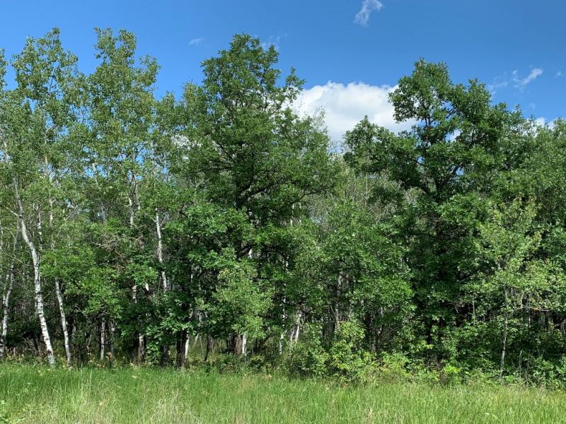 Populus woodland