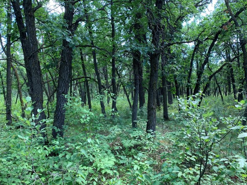 Assiniboine Forest