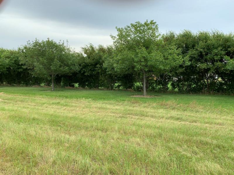 Quercus rubra shelterbelt
