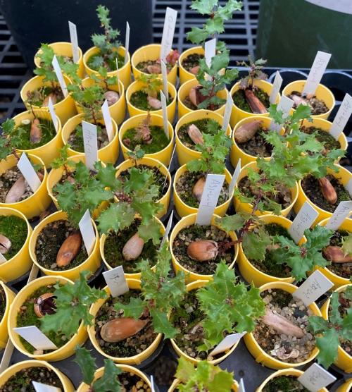 Q. dumosa in pots