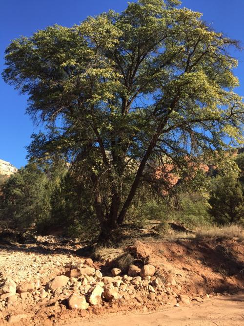 Quercus emoryi