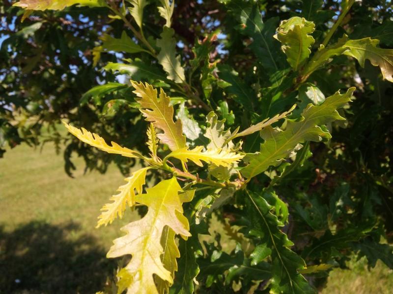 Burnet's oak