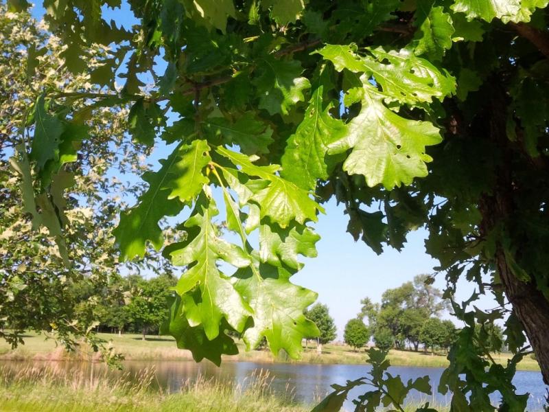 Q macrocarpa ‘Kreider’