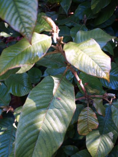 L. uvariifolius