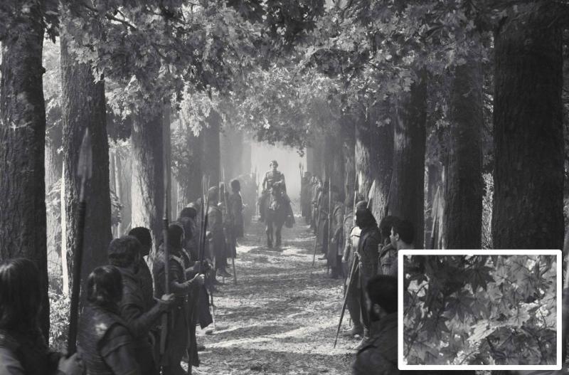 Maples in Macbeth
