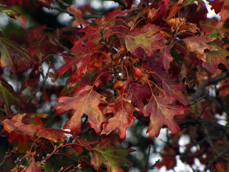 Quercus acerifolia