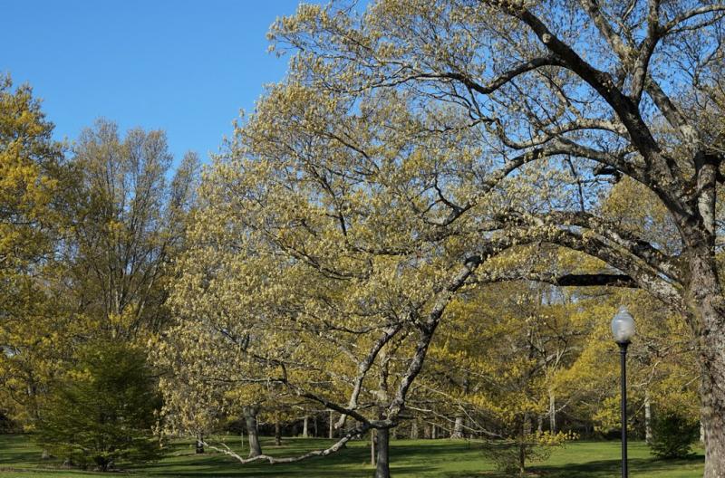OakPark